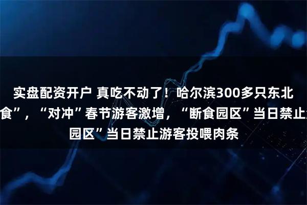实盘配资开户 真吃不动了！哈尔滨300多只东北虎轮流“轻断食”，“对冲”春节游客激增，“断食园区”当日禁止游客投喂肉条
